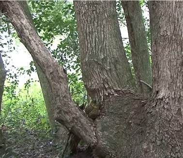 Kafrový éterický olej se získává parovodní destilací z rozdrceného dřeva stromu.