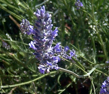 Lavandula latifolia