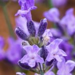 Esenciální olej Lavandin (Lavandula hybrida) – účinky, vlastnosti a kontraindikace