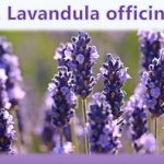 Esenciální olej Levandule lékařská (Lavandula officinalis) – účinky, vlastnosti, kontraindikace