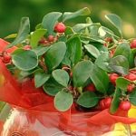 Esenciální olej Libavka (Gaultheria procumbens) – účinky, vlastnosti, kontraindikace