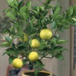 Esenciální olej Limeta (Citrus aurantifolia) – účinky, vlastnosti, kontraindikace