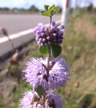 Polej obecná (Mentha pulegium)