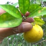 Esenciální olej Mandarinka (Citrus reticulata) – účinky, vlastnosti, kontraindikace