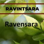 Esenciální oleje Ravensara versus Ravintsara – jaký je mezi nimi rozdíl?