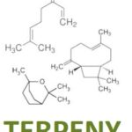 Terpeny a jejich účinky na zdraví