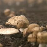 Agaricus blazei murrill (Žampion mandlový) – jaké má účinky na zdraví?