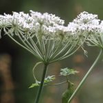 Andělika čínská (Angelica sinensis) neboli Dong quai – jaké má účinky na zdraví