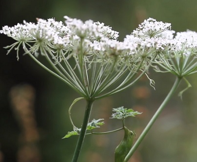 Andělika čínská (Angelica sinensis)