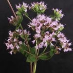 Esenciální olej Oregano (Origanum vulgare) – účinky, vlasstnosti, kontraindikace