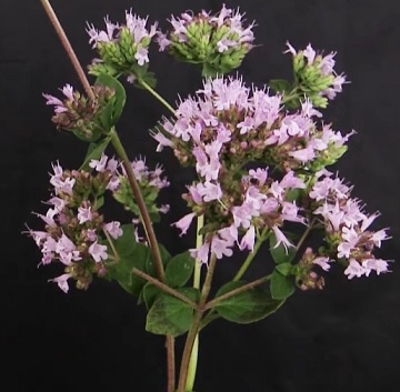 Origanum vulgare