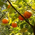 Esenciální olej Hořký pomeranč (Citrus aurantium) – vlastnosti, účinky a kontraindikace