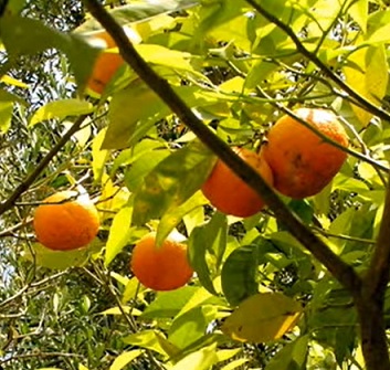 Citrus aurantium