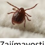 12+ TOP zajímavostí o klíšťatech