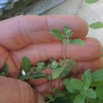 Esenciální olej z majoránky (Origanum majorana) – účinky, vlastnosti, kontraindikace