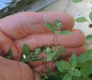 Origanum majorana