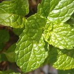 Esenciální olej Máta klesnatá (Mentha spicata L.) – účinky, vlastnosti a kontraindikace