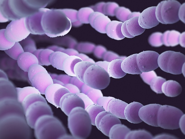 Bakterie Streptococcus Pneumoniae