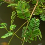 Chanca Piedra (Phyllanthus niruri) a její účinky na zdraví