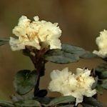 Esenciální olej Rhododendron (Rhodendron anthopogon D.Don.) – účinky, vlastnosti, kontraindikace