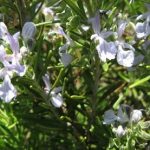 Esenciální olej rozmarýn kafr (Rosmarinus officinalis L. camphoriferum) – účinky, vlastnosti, kontraindikace