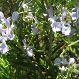 Rosmarinus officinalis L. camphoriferum