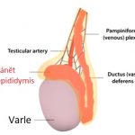 Epididymitida – zánět nadvarlete – příznaky, příčiny a léčba