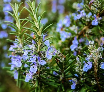 Rosmarinus officinalis verbenoniferum