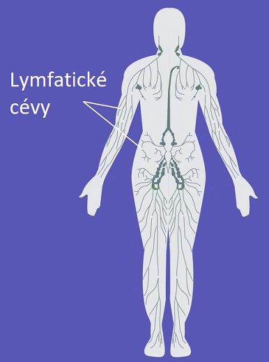 Lymfatické cévy v těle