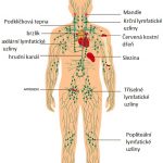 8 bylinek pro lymfatickou drenáž a aktivaci i čištění lymfy