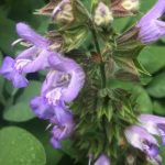 Esenciální olej Šalvěj lékařská (Salvia officinalis) – účinky, vlastnosti, kontraindikace