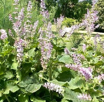 Salvia sclarea