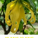 Rozdíl mezi esenciálními oleji kanangou a ylang-ylangem