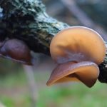 Auricularia (Jidášovo ucho) a její účinky na zdraví