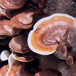 Čínská houba reishi (Lingzhi) na imunitu – jak pomáhá?