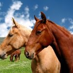 Equinofobie (ekvinofobie) – chorobný strach z koní – příznaky, příčiny a léčba
