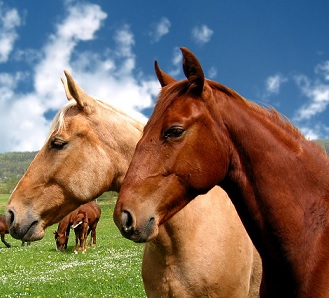 Člověk může trpět úzkostí nejen při potkání, ale i z pouhé myšlenky na koně.
