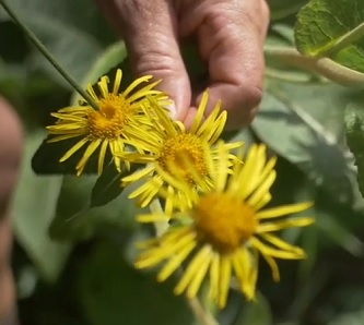 Latinské jméno Omanu zní Inula helenium. Helenium pochází z pověstí o Heleně Trojské, která si této bylinky údajně velice cenila. 