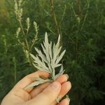 Pelyněk černobýl (artemisia vulgaris) a jeho účinky na zdraví