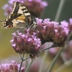 Esenciální olej Verbena (Verbena officinalis) – účinky, kontraindikace, vlastnosti