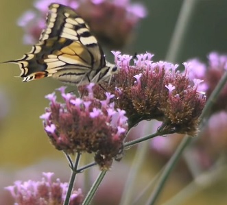 Esenciální olej Verbena (Verbena officinalis)