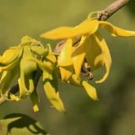 Esenciální oleje Ylang-ylang (Cananga odorata var.genuina) – účinky, vlastnosti, kontraindikace