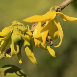 Ylang-Ylang