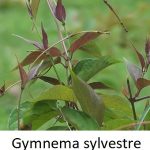 Gurmar (Gymnema sylvestre, Gymnéma lesní) a účinky – 6 působivých zdravotních přínosů Gymnema Sylvestre