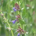 Esenciální olej Yzop lékařský (Hyssopus officinalis) – účinky, vlastnosti, kontraindikace