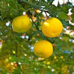Esenciální olej Yuzu (Citrus junos L.) – účinky, vlastnosti, kontraindikace
