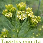 Esenciální olej Aksamitník menší (Tagetes minuta) – vlastnosti, účinky, kontraindikace