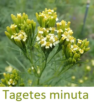 Tagetes minuta