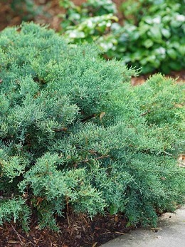 Juniperus montana