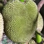 Jackfruit (chlebovník) a jeho zdravotní přínosy a účinky